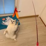 11-Pack: Interactive Cat Toy Wand - Image 2