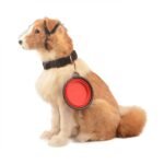 2-Pack: Collapsible Food Water Travel Bowl - Image 11