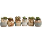 6-Pack: 2.5 Inch Owl Pot Ceramic Base - Image 4