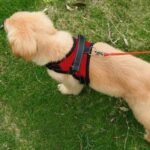 Dog Soft Adjustable Harness - Image 2