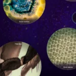 Portable Handheld Mini Microscope Toy - Image 6