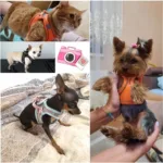 Reflective Dogs Harness with Leash Adjustable Harness Vest Breathable Collars - Image 13